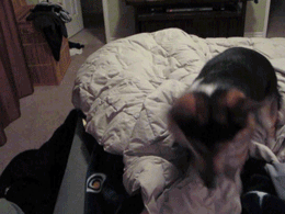 owlberta:  grim-badwolf:  grim-badwolf:  Ein decided he didn’t want me to go to