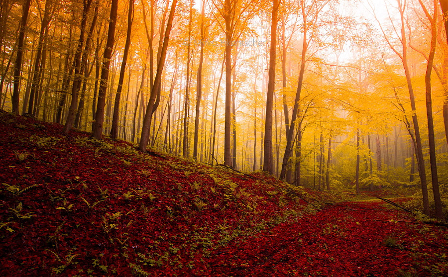 drxgonfly: Fog (by Mirko Fikentscher)
