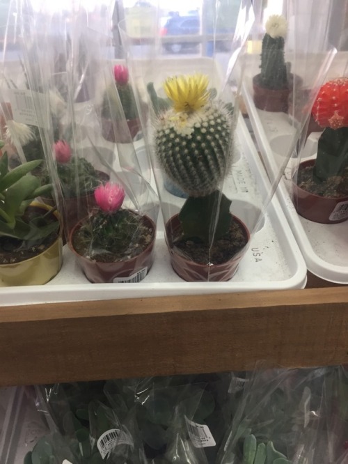 intense-memeroni: I found some cute plants at the store the other day.