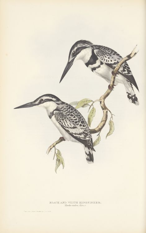 Black and white kingfisher. From The birds of Europe v.02, 1837. By John Gould, Plates drawn from li