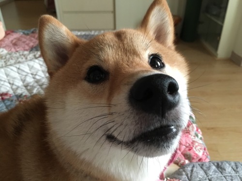 Happy 2nd Birthday you weird shibe!