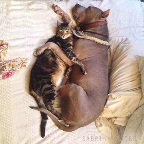 :  Lessons in cuddling: Pit bulls and tabby porn pictures