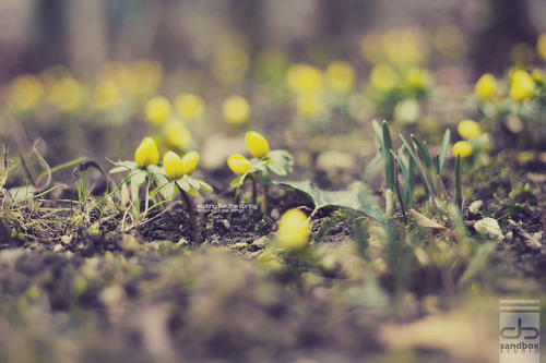 waiting for the spring by Maegondo on Flickr.