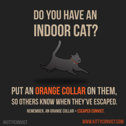 viperas: txpokes:  kedreeva:  [Source] [Convict Collars]  Because saving kitties is important.   This is a freakn’ wonderful idea and needs to be spread around to let people know. 