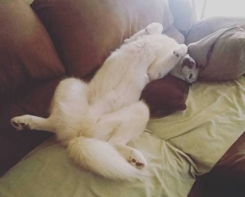 6woofs:Silly #husky #siberianhusky #whitehusky