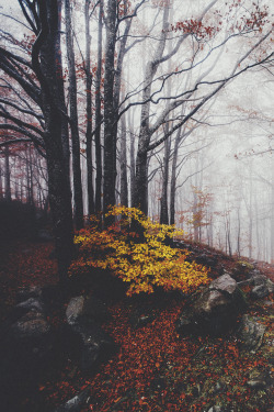 elenamorelli:  { the last of the yellow leaves