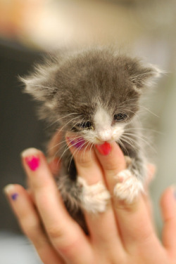 thebabyanimals:  feeling sad? look at this baby animal blog!