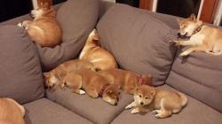 awwww-cute:  Ohh, so where do I sit     