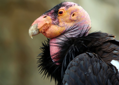 lovingexotics: California Condor Gymnogyps californianus Source: Here