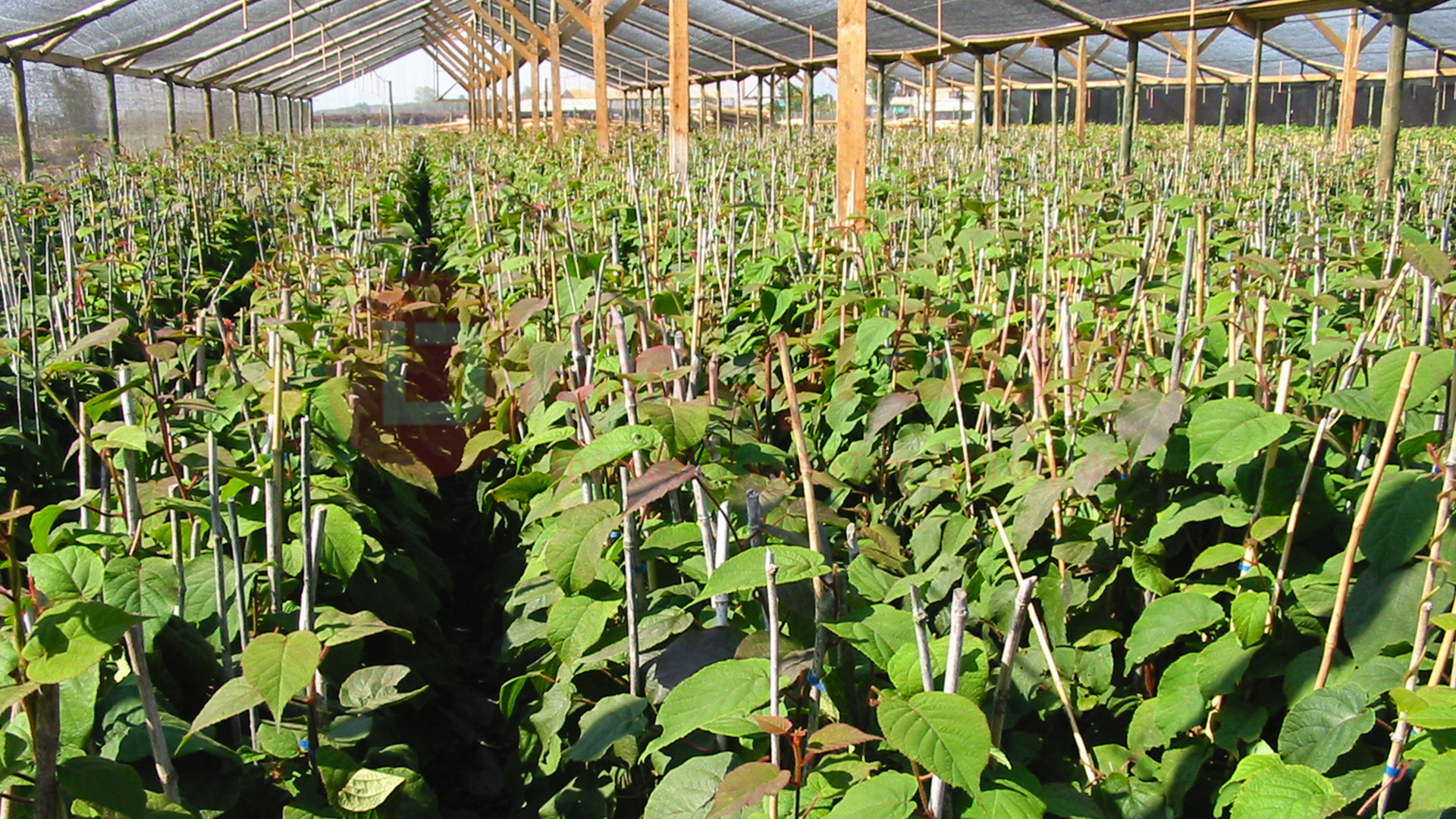 Mô hình trang trại trồng kiwi sử dụng lưới che nắng Thái Lan