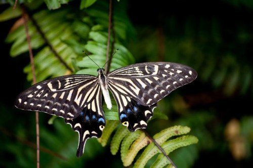 ainawgsd: Xuthus Swallowtail Papilio xuthus, the Asian swallowtail, Chinese yellow swallowtail or Xu