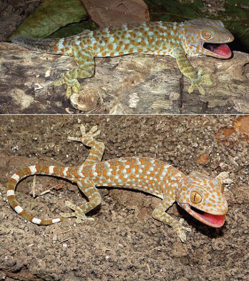 cool-critters:Tokay gecko (Gekko gecko)The tokay gecko is a nocturnal arboreal gecko in the genus Ge