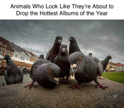 tastefullyoffensive: Animals Dropping the Hottest Albums of the