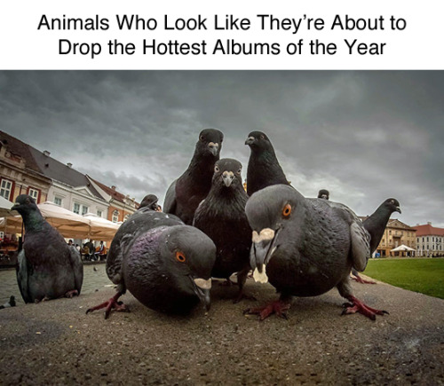 otahkoapisiakii:tastefullyoffensive:Animals Dropping the Hottest Albums of the Year (via Star-spangl