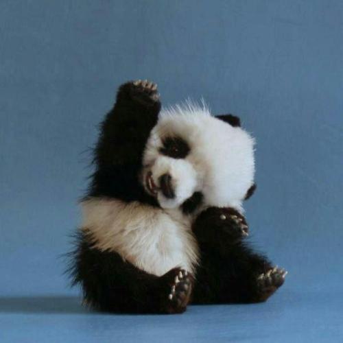 Baby panda cub says HI!