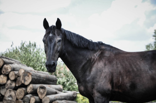 Gonna take my horse to the Seoul town road …  