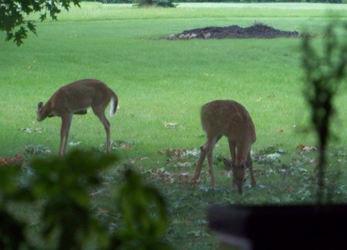 We have these two oak trees in our back yard.  They have been a source of some issues, being planted