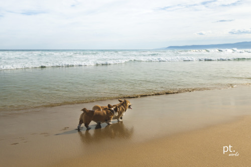 insanecorgi:  pt-apple:  corgi island  I want to go to there