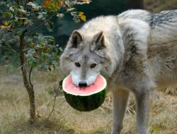 sisterofthewolves:Bono and his watermelon by Wolf Haven International