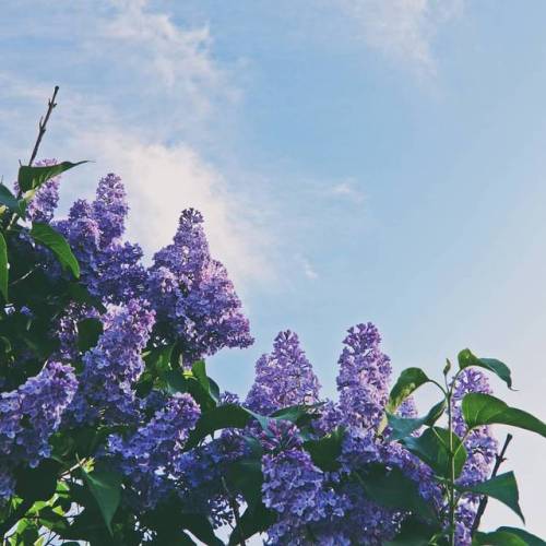 Looking up from a hot summer daze  ________ #lilac #liveauthentic #blueskies #flowersinmysoul #flowe