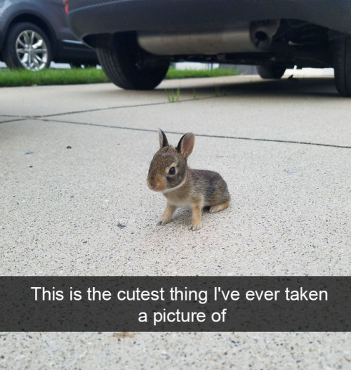 animalsnaps:Animal snaps