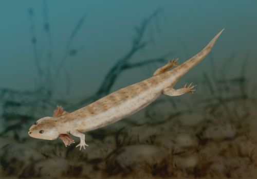 Microbrachis, an amphibian of the Carboniferous period that, like the modern axolotl, retained its g