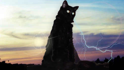 stormcat