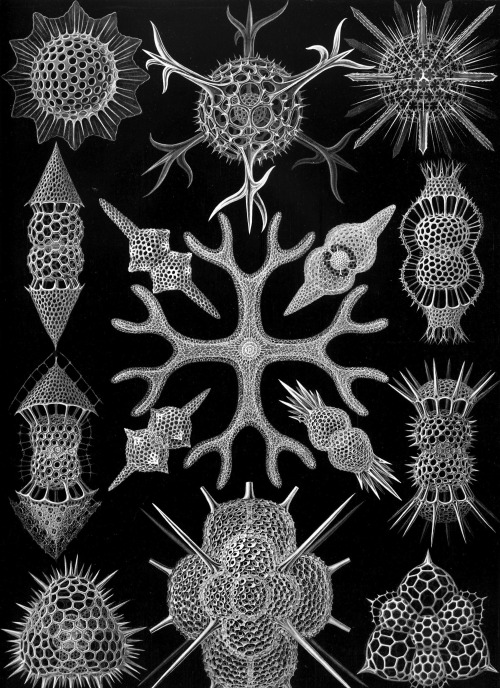 Ernst Haeckel, Kunstformen der Natur : Art Forms of Nature (Lithographic and Autotype prints), Published in sets of ten between 1899 and 1904.