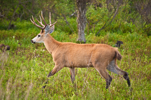 deerypoof:The marsh deer (Blastocerus dichotomus) are South American natives characterized by their 