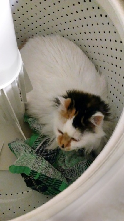 So this is my old lady Seto. Roommate found her napping in the washer today. Not sure is she’s