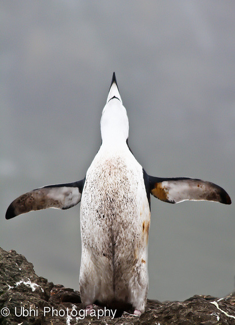 Gentoo penguin in Antarctica by ashminderubhi on Flickr.