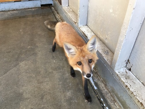 A New Hope: Animal Sanctuary & Education Center has been asked to take in 3 non-releasable fox k