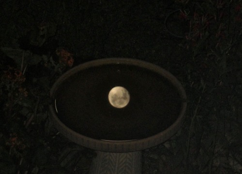 geopsych:Caught the moon hanging out in the bird bath this morning.