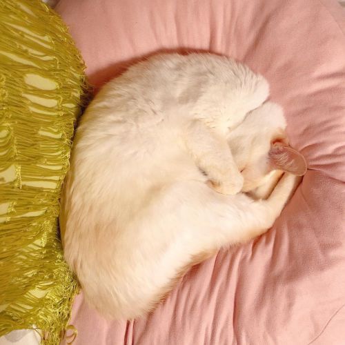 今日は珍しく甘えん坊ちゃんだったキーくん。まん丸 #cat #猫 #白猫 #whitecat #siamese #白シャム www.instagram.com/p/CLjPm82M_O