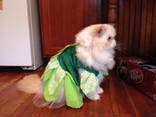 lucifurfluffypants: Happy Halloween! I’m Tinkerbell! What are you dressing up as?