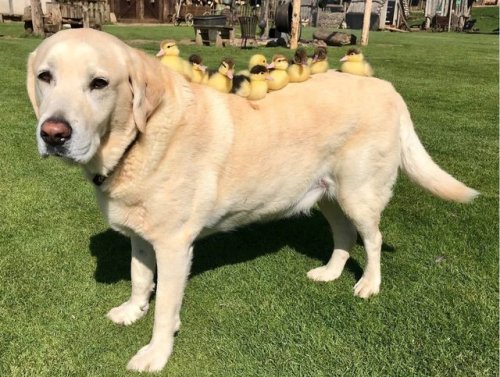 animals-riding-animals:ducks riding dog