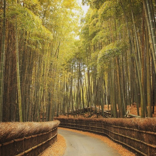 No.886 at Bamboo path, at Mukou City, Kyoto, JapanBamboos can be an orchestra of healing music.