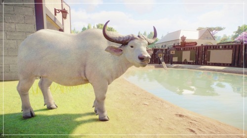 Heres My First Round Of Planet Zoo Photos And Some Super Cute Animals!West African Lion CubOkapi Mom