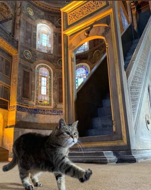 Justcatposts:  Mosque Security On Patrol (Source)