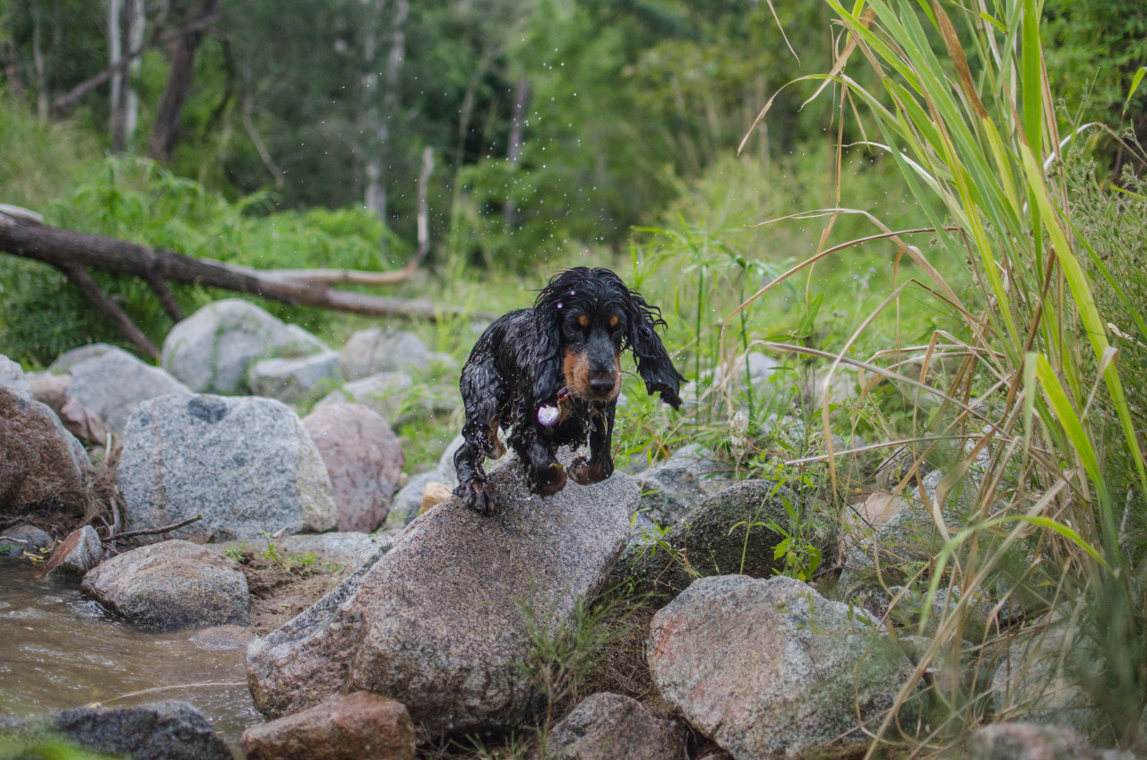 moby practicing his parkour 