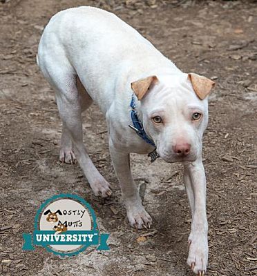 nice little tortilla chip ears, very gentle chin and sweet muzzle and heavens that petite lil sniffer  (source)