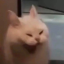 boldabolda