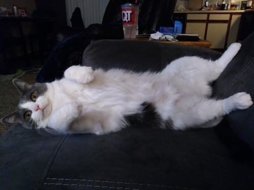 themimz: I want to stick my face in that belly fluff Reblog if u agree