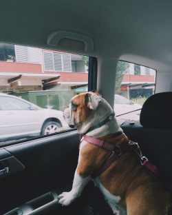 itsharrycook:  Driving with the wind in her hair.