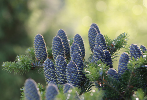 Korean fir (Abies koreana) / Koreagran.