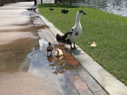 awwww-cute:  This puddle is duckling tested and approved 