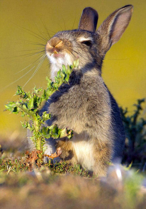 cctvnews:Photographer Kevin Sawford has recently captured the hilarious reactions of a rabbit after 