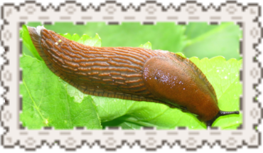 #slug Graphic Theme