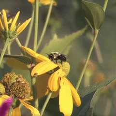 squiptimization:    /     /      According to all known laws of aviation, there is no way a bee shou