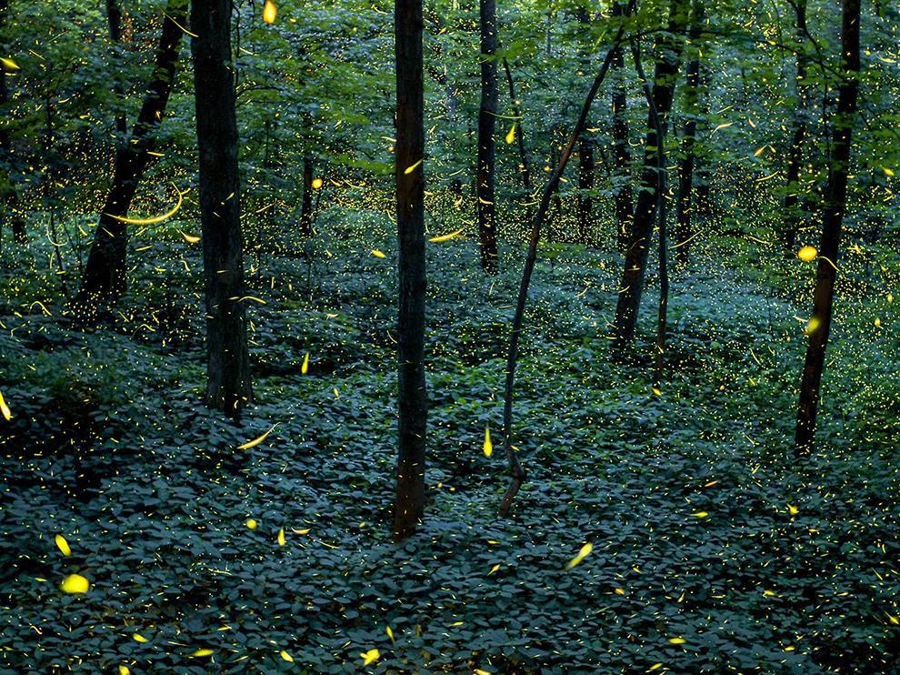 Lightning bugs at twilight dart in this magical composite photo taken in Grand Ledge, Michigan. Get the story behind the picture and download the wallpaper >>
Photo composite by Vincent Brady, National Geographic Your Shot